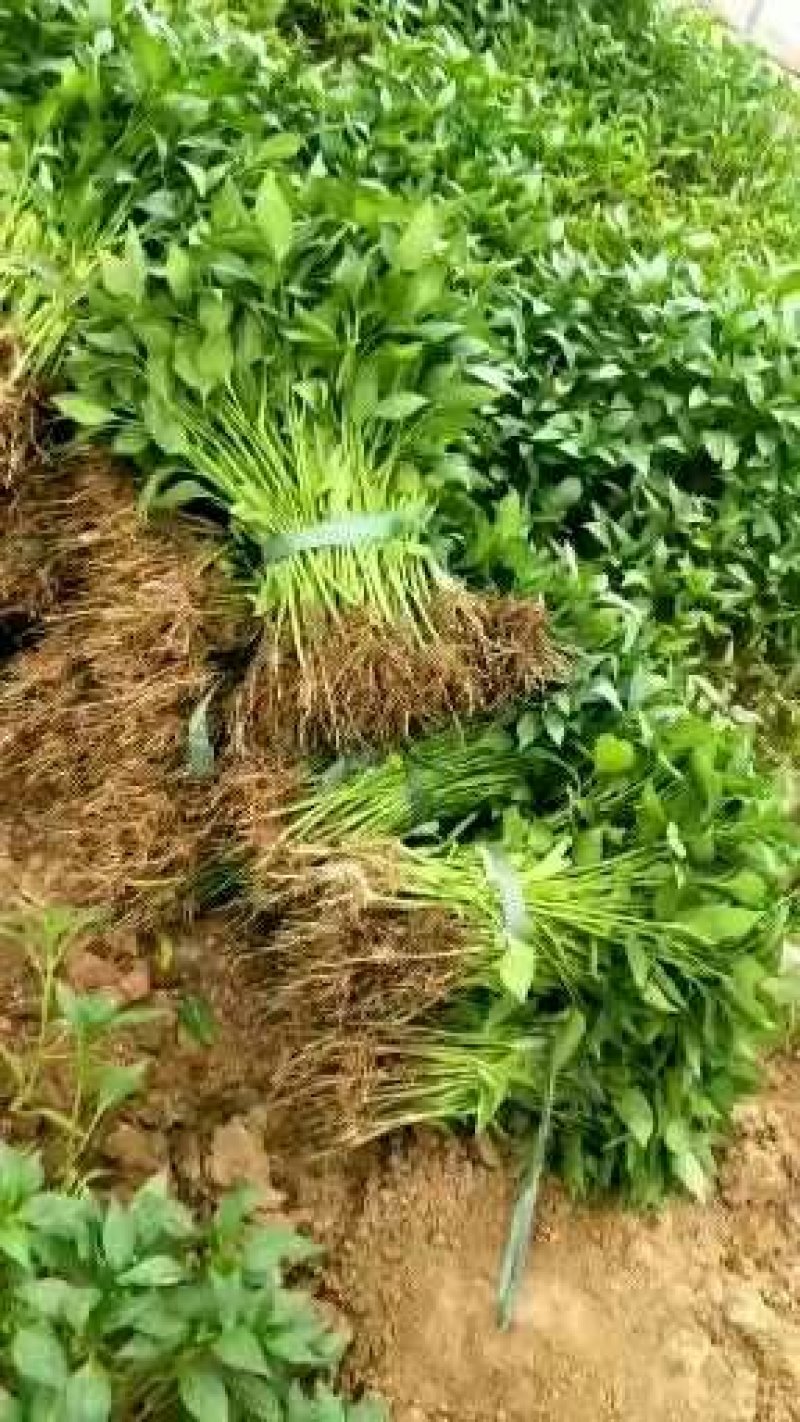【辣椒苗】菜椒苗薄皮椒苗苏椒五号薄皮元帅品质保障