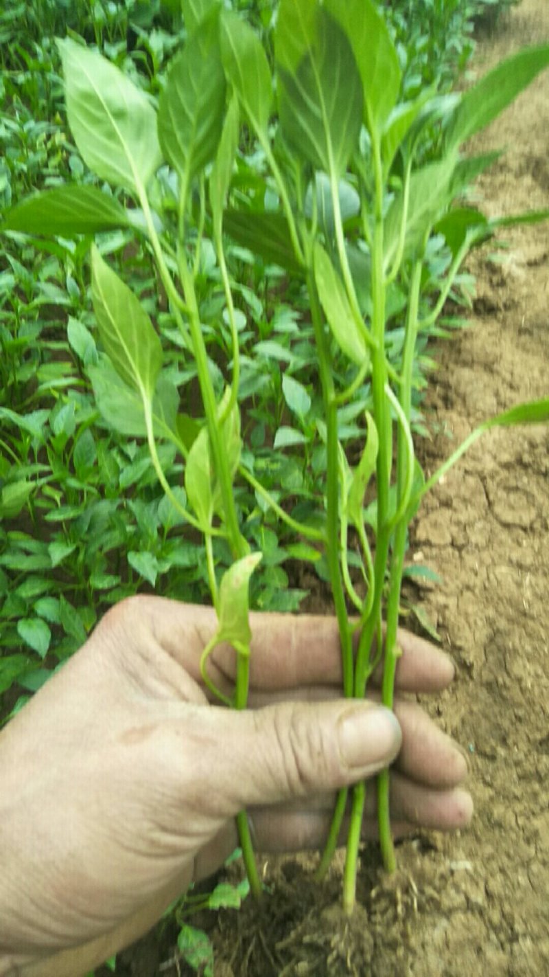 【辣椒苗】菜椒苗薄皮椒苗苏椒五号薄皮元帅品质保障