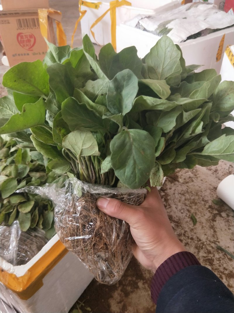 大圆紫茄苗紫光圆茄苗基地育苗直发品质保证量大从优
