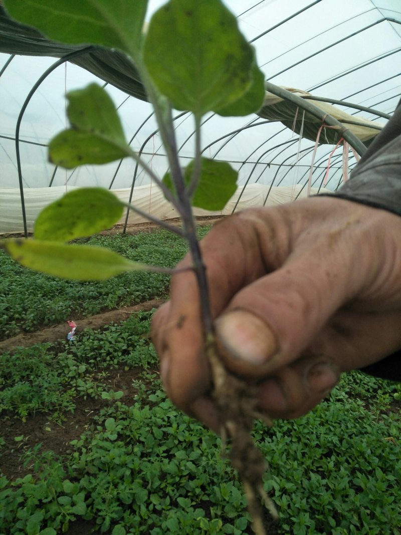 大圆紫茄苗紫光圆茄苗基地育苗直发品质保证量大从优
