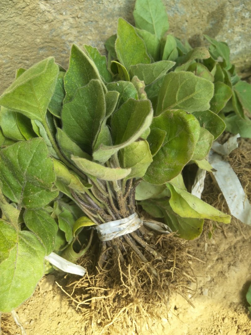 大圆紫茄苗紫光圆茄苗基地育苗直发品质保证量大从优