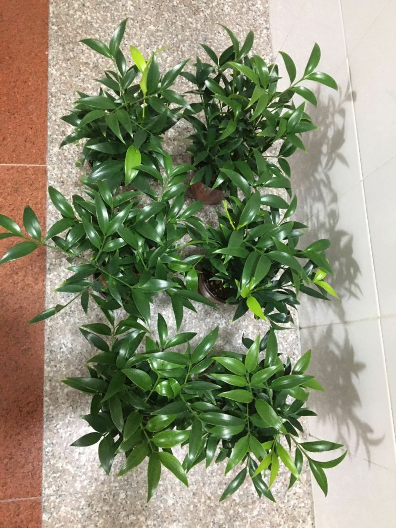 竹柏福建四海园基地直销