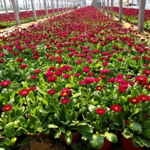 双色盆雏菊，开花艳丽。颗子大。基地直发。质量保证。