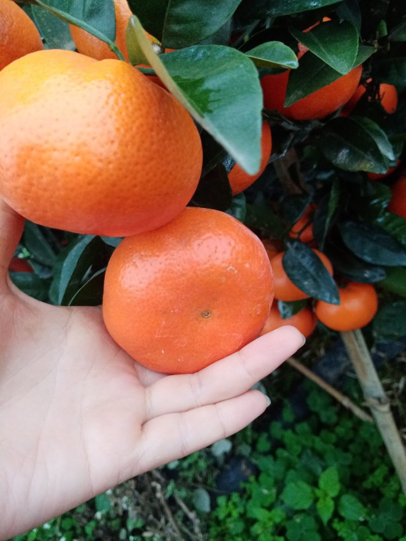 沃柑