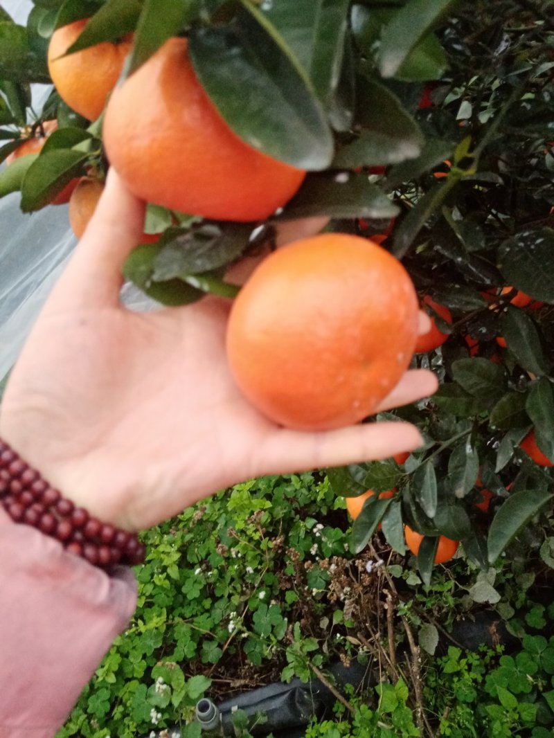 沃柑