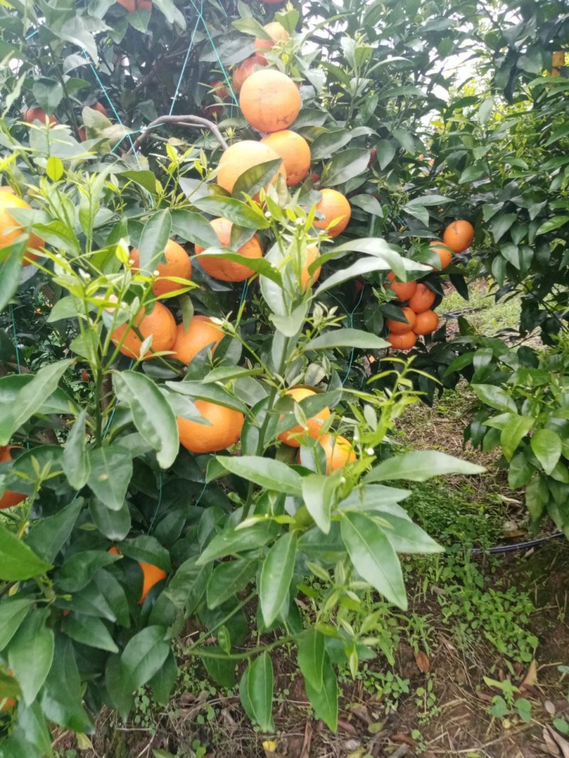 沃柑