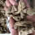 纯野生昭通小草呗天麻云南丽江野生红天麻