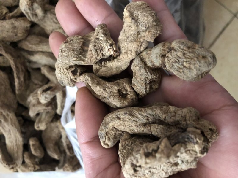 纯野生昭通小草呗天麻云南丽江野生红天麻
