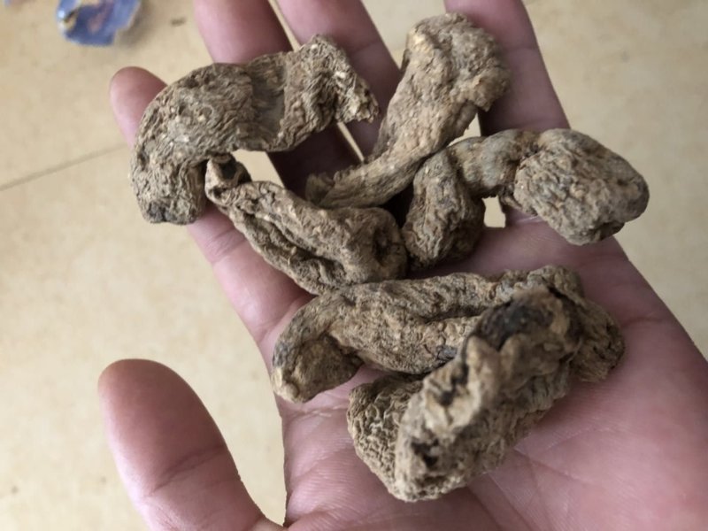 纯野生昭通小草呗天麻云南丽江野生红天麻