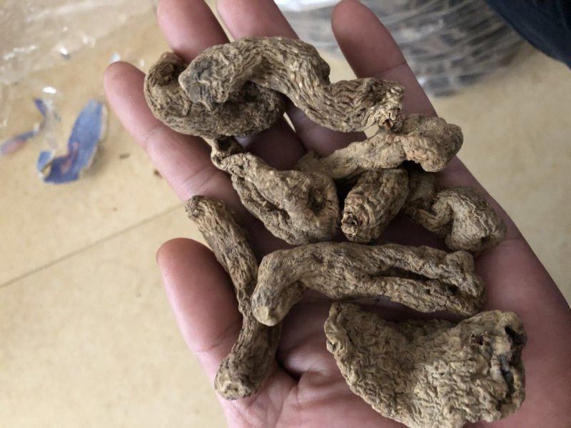 纯野生昭通小草呗天麻云南丽江野生红天麻