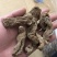 纯野生昭通小草呗天麻云南丽江野生红天麻