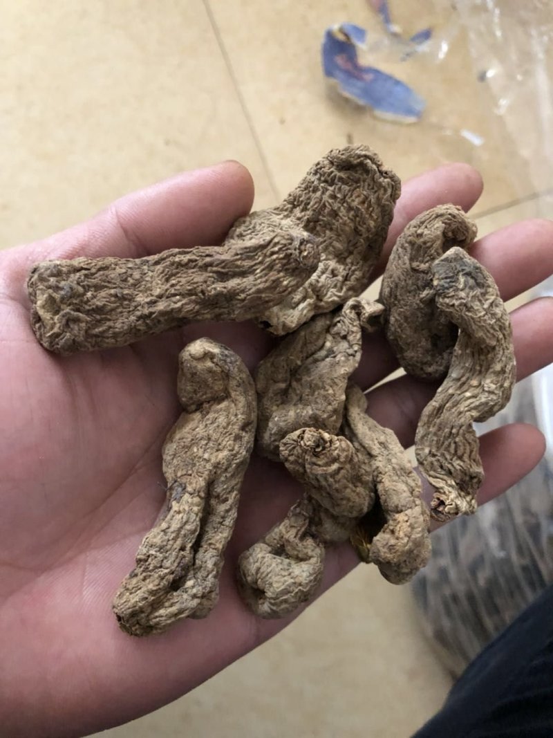 纯野生昭通小草呗天麻云南丽江野生红天麻
