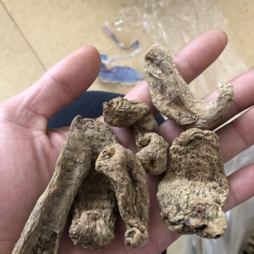 纯野生昭通小草呗天麻云南丽江野生红天麻