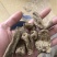 纯野生昭通小草呗天麻云南丽江野生红天麻