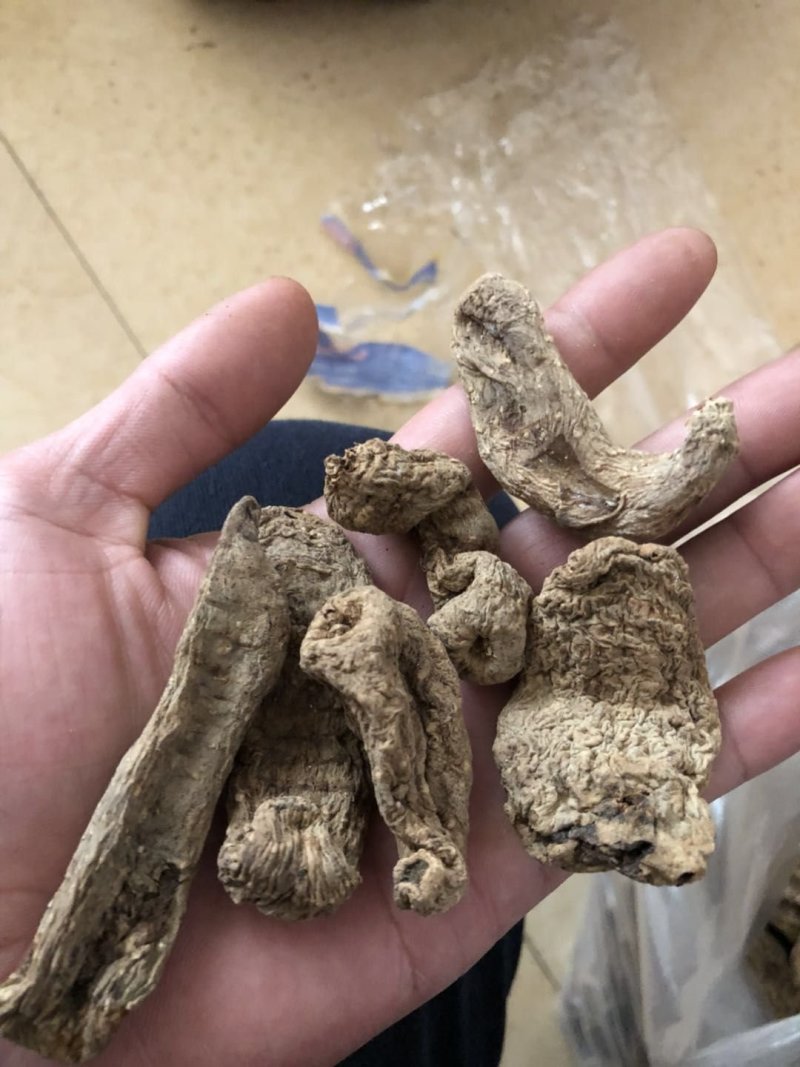 纯野生昭通小草呗天麻云南丽江野生红天麻