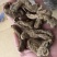 纯野生昭通小草呗天麻云南丽江野生红天麻