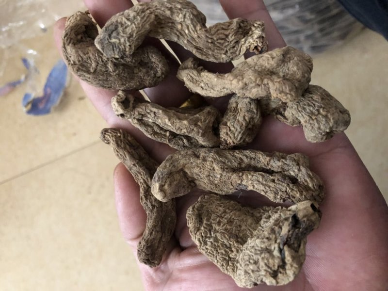 纯野生昭通小草呗天麻云南丽江野生红天麻