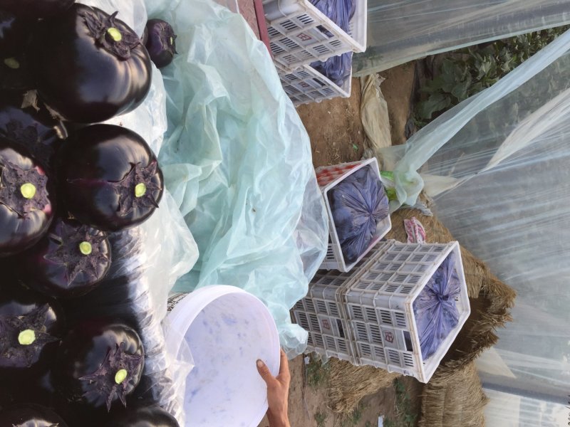 紫光园茄产地直销，一条龙服务