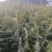 雪松袋苗H1米一1.5米