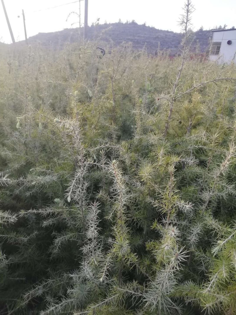 雪松袋苗H1米一1.5米