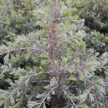 雪松袋苗H1米一1.5米