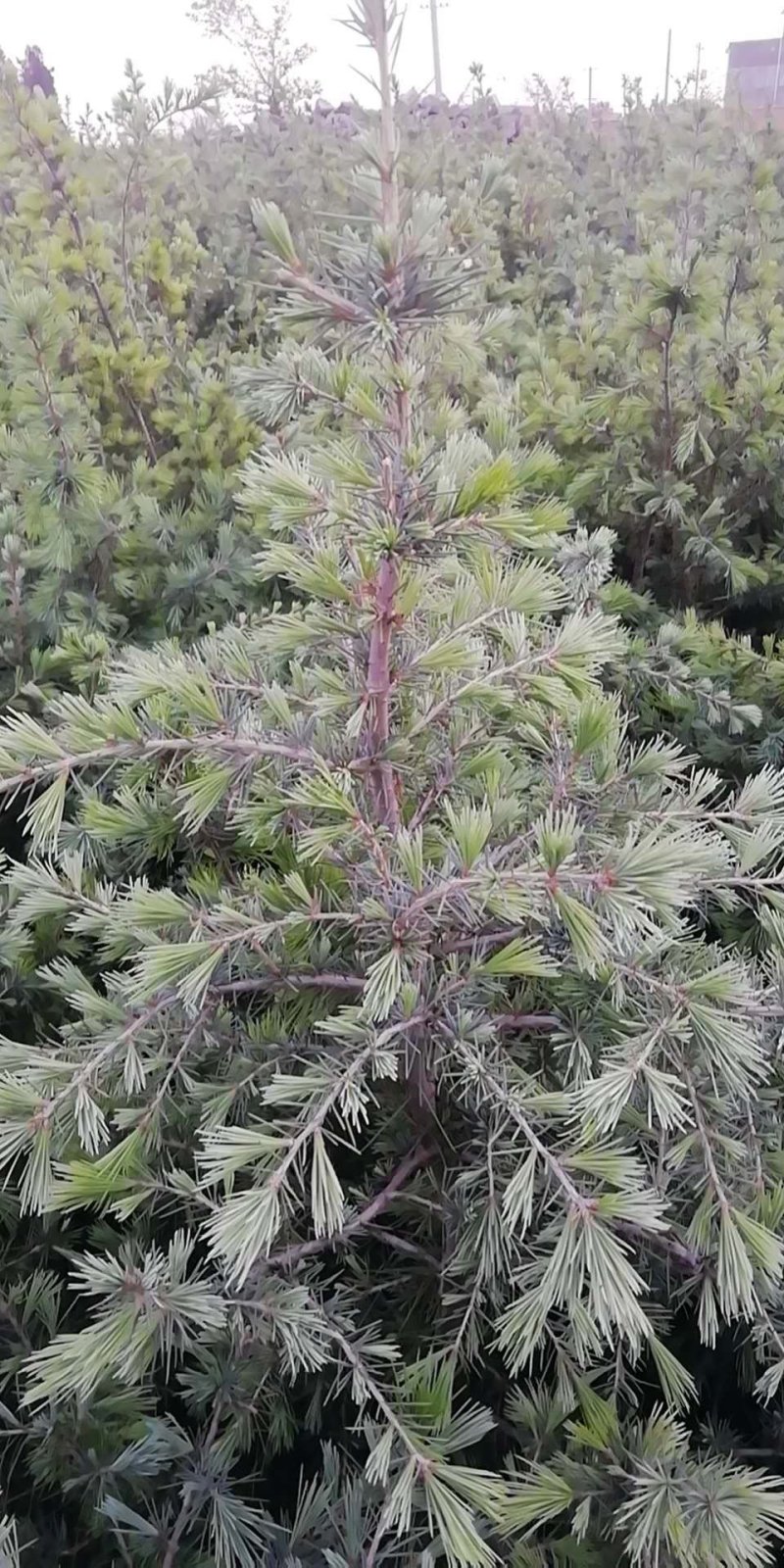 雪松袋苗H1米一1.5米