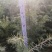 雪松袋苗H1米一1.5米