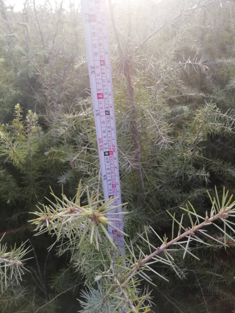 雪松袋苗H1米一1.5米