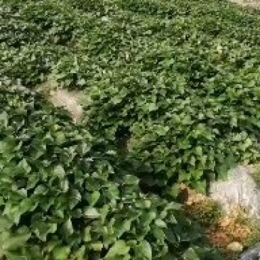 红薯