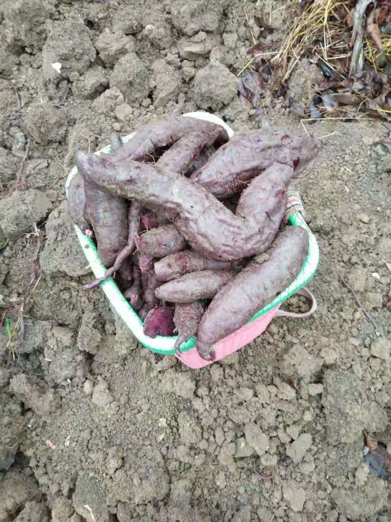 红薯