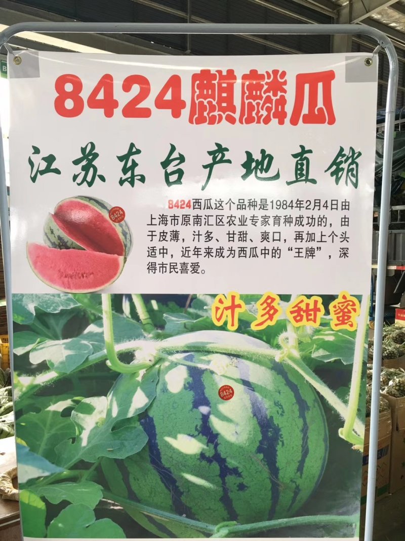 百万亩西瓜基地，品种美都，84.嘉年华，特小凤，早春红玉