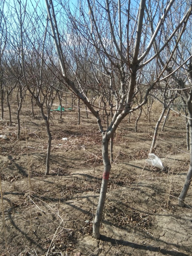 红叶碧桃，花红鲜艳，树行美观