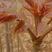 红油香椿苗，2-3公分香椿苗，保品种纯正，保成活率高，