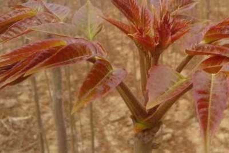 红油香椿苗，2-3公分香椿苗，保品种纯正，保成活率高，