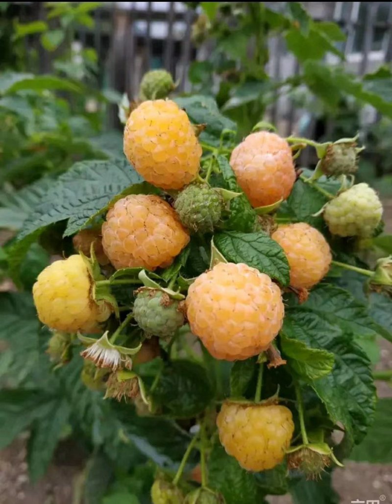 树莓苗红树莓黄树莓黑树莓，双季树莓，四季树莓，当年结果