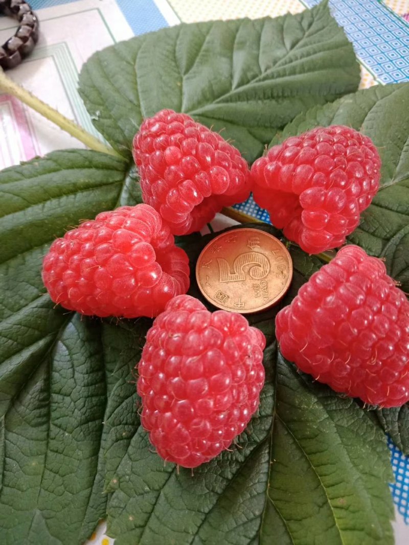树莓苗红树莓黄树莓黑树莓，双季树莓，四季树莓，当年结果