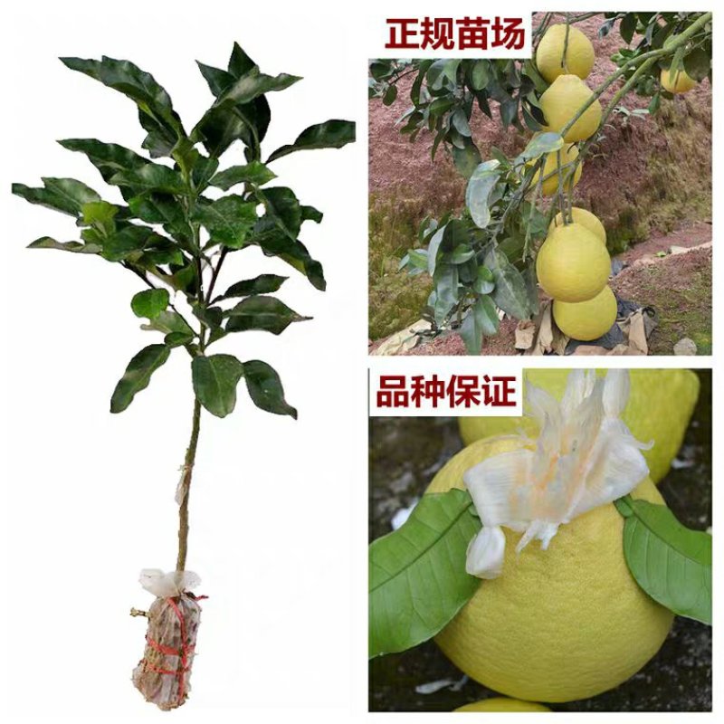 三红蜜柚苗，甜度高，汁水足，包品种免费后期指导