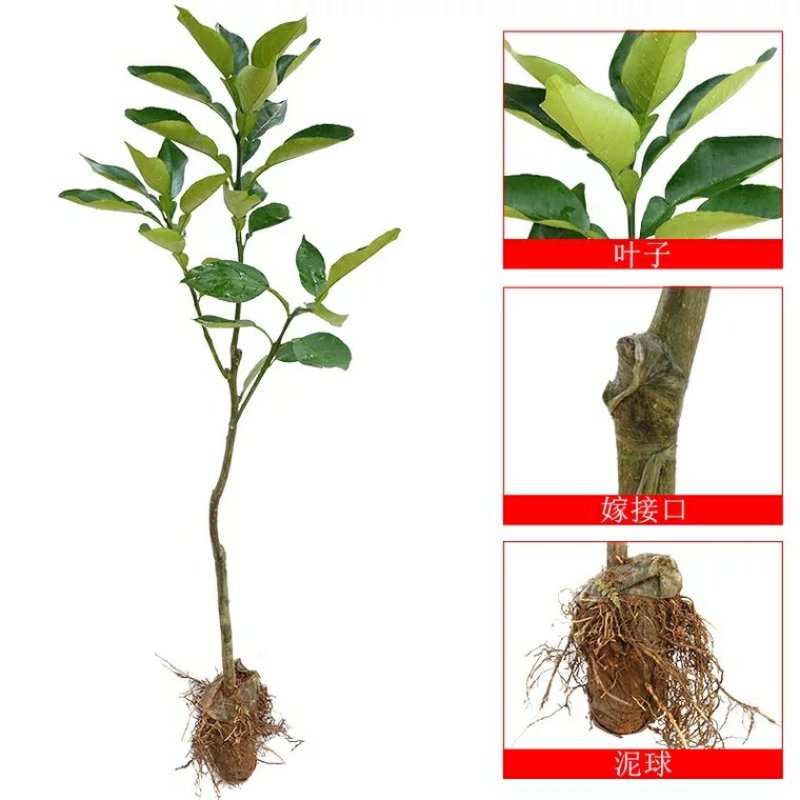 三红蜜柚苗，甜度高，汁水足，包品种免费后期指导