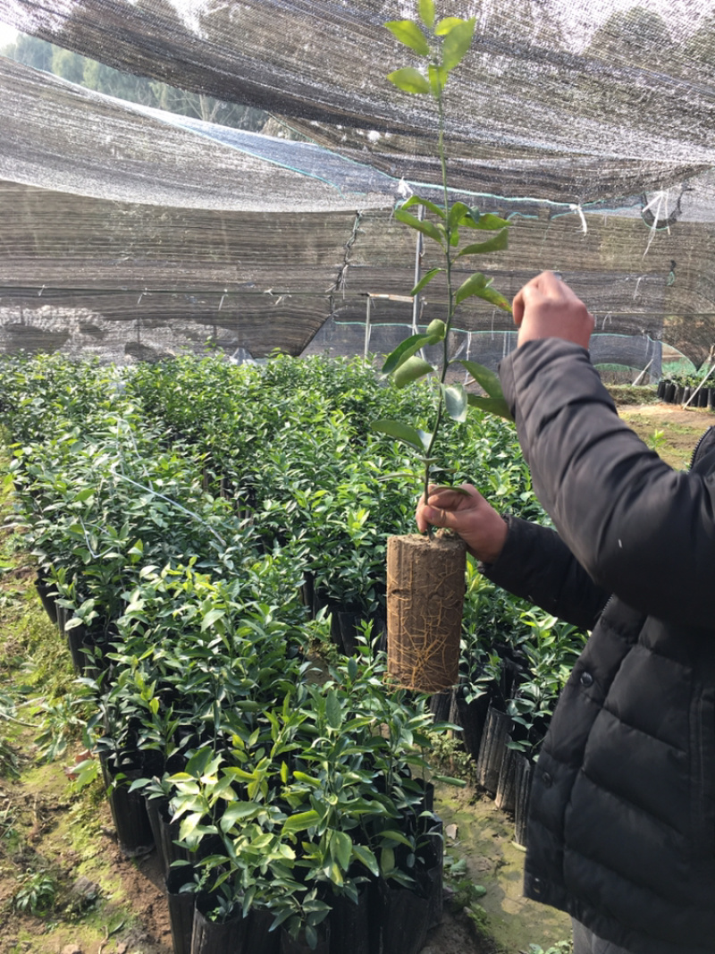 香橙砧木沃柑杯苗提供技术指导