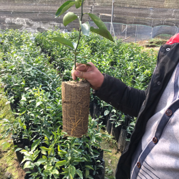 香橙砧木沃柑杯苗提供技术指导