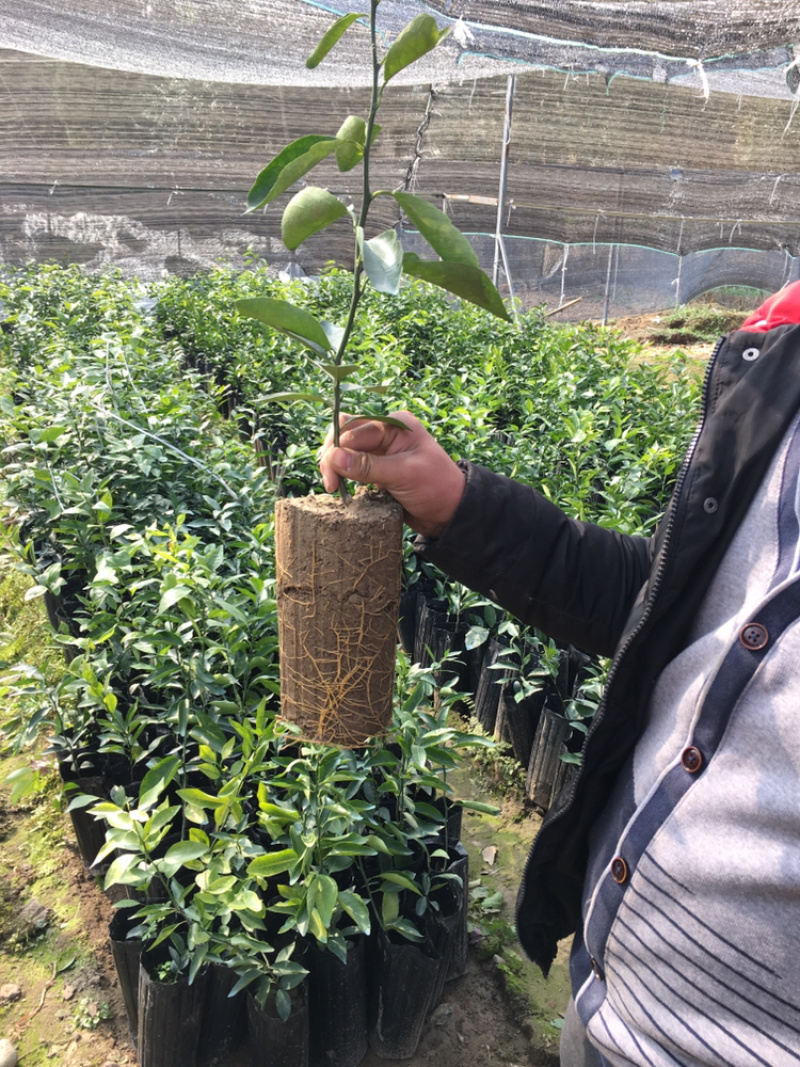 香橙砧木沃柑杯苗提供技术指导