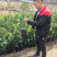 香橙砧木沃柑杯苗提供技术指导