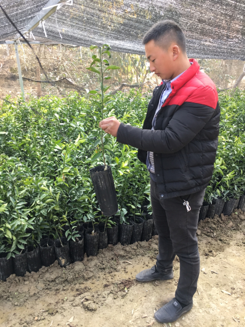 香橙砧木沃柑杯苗提供技术指导