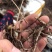 白芨苗(紫花三叉大白芨)全国包邮，量大从优。
