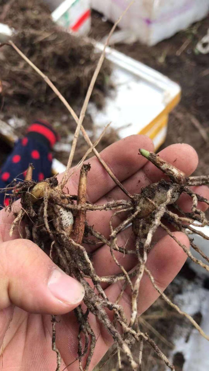 白芨苗(紫花三叉大白芨)全国包邮，量大从优。
