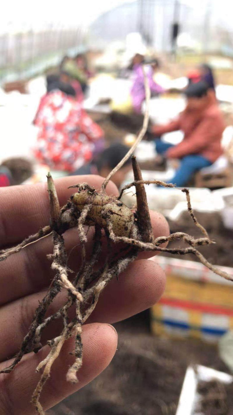 白芨苗(紫花三叉大白芨)全国包邮，量大从优。