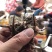 白芨苗(紫花三叉大白芨)全国包邮，量大从优。