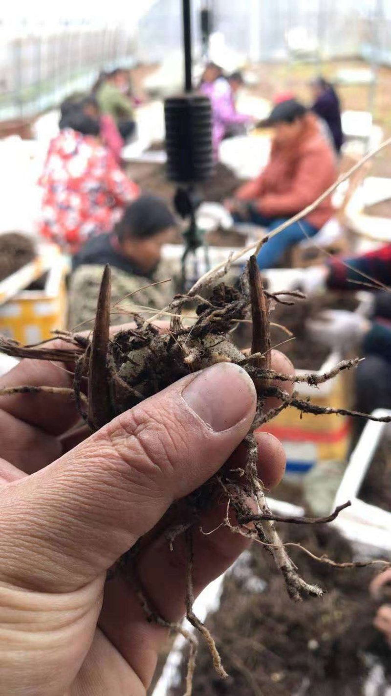 白芨苗(紫花三叉大白芨)全国包邮，量大从优。
