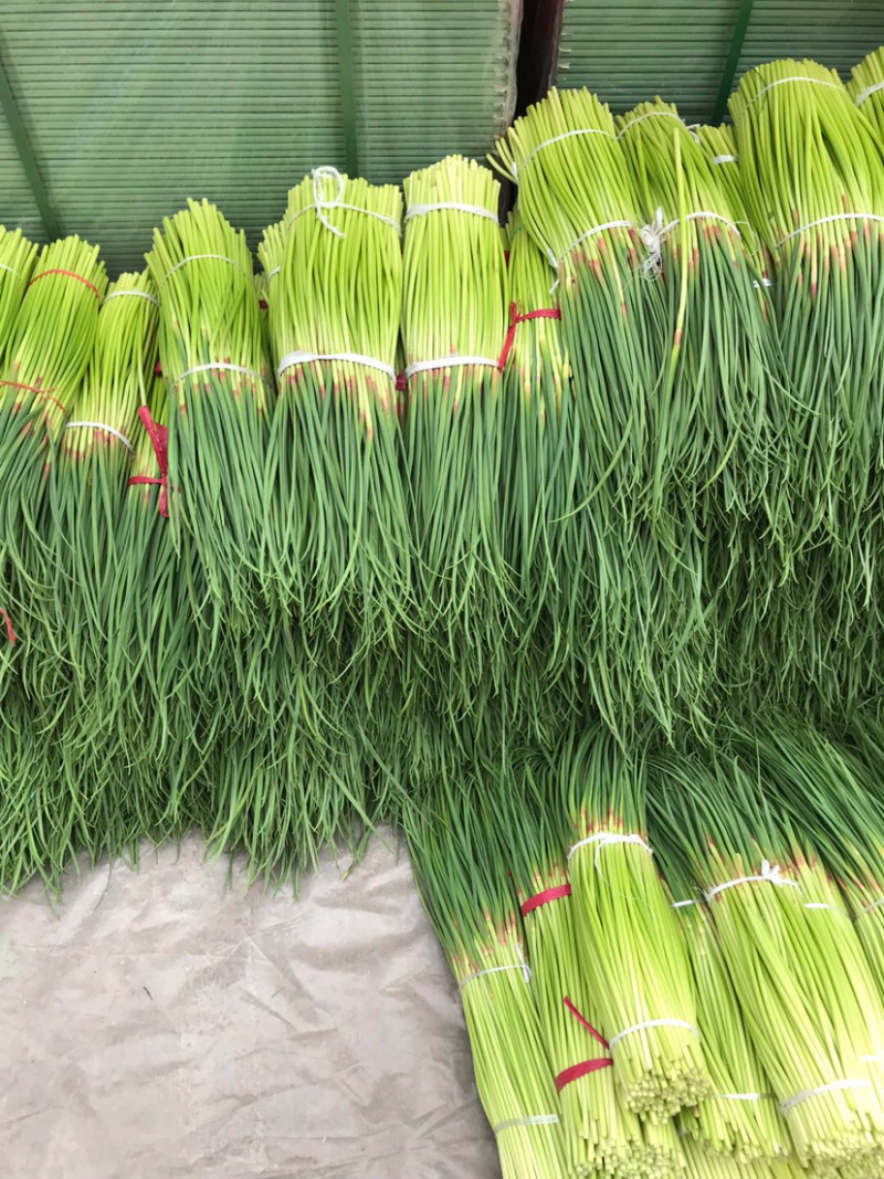 蒜苔/红帽蒜苔/周口蒜苔/淮阳蒜苔/河南蒜苔/全国发货