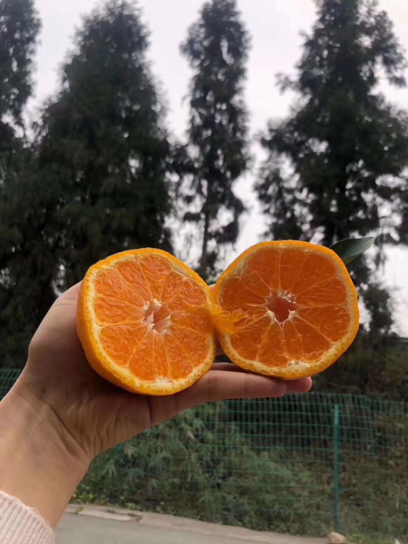 不知火(丑橘)嫁接苗成都发货提供技术指导